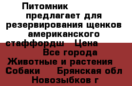 Питомник KURAT GRAD предлагает для резервирования щенков американского стаффордш › Цена ­ 25 000 - Все города Животные и растения » Собаки   . Брянская обл.,Новозыбков г.